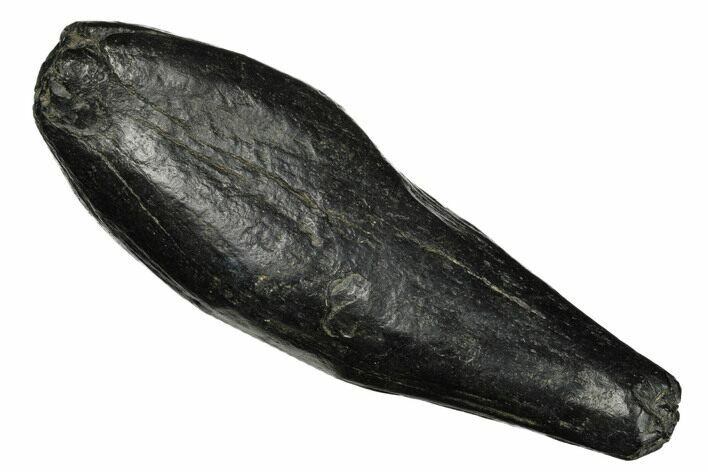 Fossil Sperm Whale (Scaldicetus) Tooth - South Carolina #175996